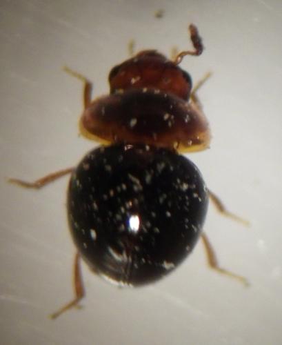Réf. 270 587 : Agathidium sp.